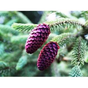  Purple Coned Spruce 2   Year Graft Patio, Lawn & Garden