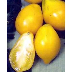  Plum Lemon Tomato 4 Plants   Sweet/Flavorful/Meaty Patio 