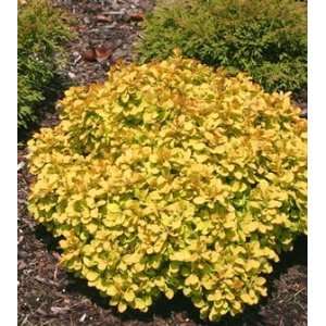  BARBERRY GOLD BERET / 2 gallon Potted Patio, Lawn 