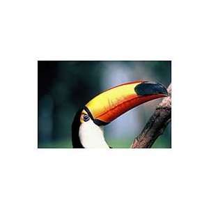  NOVICA Toucan