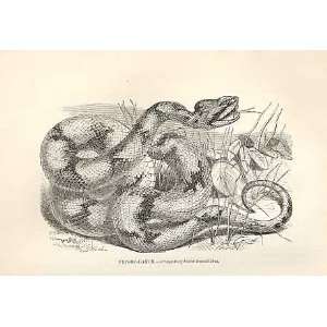  Fer De Lance 1862 WoodS Natural History Snakes