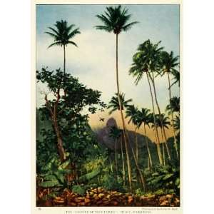  1925 Print Coconut Palm Huapu Marquesas Islands Jungle Ua 