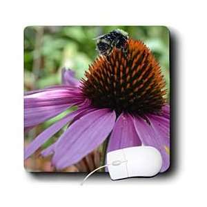  Patricia Sanders Flowers   Busy Bee on Echinacea   Mouse 