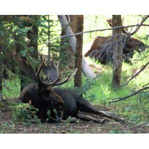 Bull Moose Bedded Down 