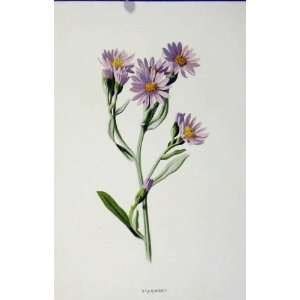  Old Print Antique Fine Art Starwort Wild Flower C1883 