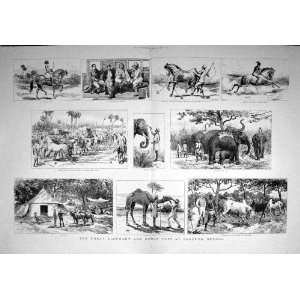  1892 Elephant Horse Fair Sonepur Bengal Bullocks