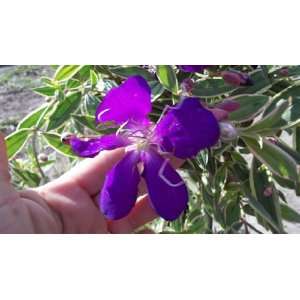   Princess Flower Glory Bush Purple 3 Gallon Patio, Lawn & Garden