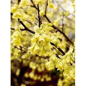    Corylopsis pauciflora   Buttercup Winterhazel Patio, Lawn & Garden