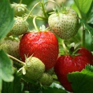  All Star Summerbearing Strawberry Seed Pack Patio, Lawn & Garden
