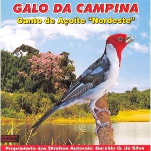  Canto dos Passaros   Galo da Campina   Canto de Acoite 