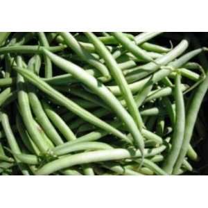   Seeds   Bush Bean Landereth Stringless Bean Seed, Sold by the Pound