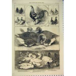 Birmingham Poultry Show 1859 Duck Pigeon Goose Hen