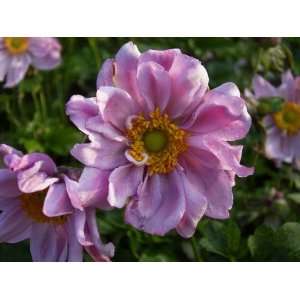  Anemone Mont Rose Patio, Lawn & Garden