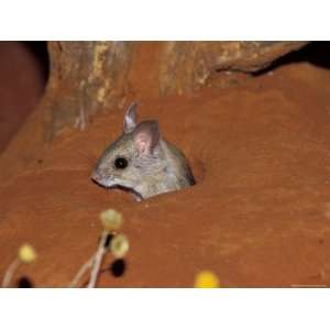  Spinifex Hopping Mouse Peaking Cautiously from its Burrow 