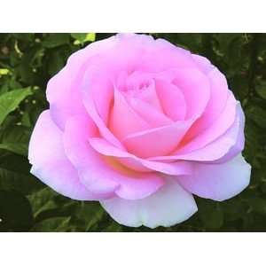  Falling in Love (Rosa Hybrid Tea)   Bare Root Rose Patio 