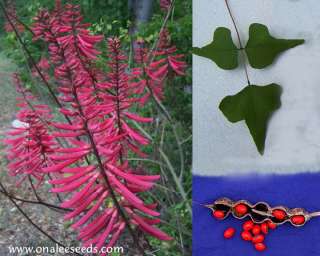 10 Seeds Coral Cherokee Bean, Cardinal Spear Erythrina  