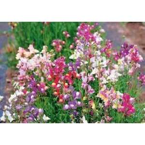  Spurred Snapdragon 7,645 Seeds Patio, Lawn & Garden