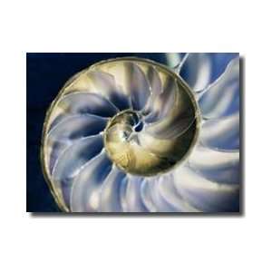 Chambered Nautilus Blue I Giclee Print