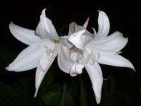 Crinum Lily, Southern Snowball, large size  