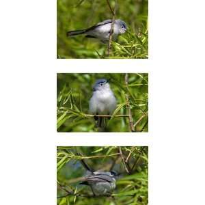  Blue gray Gnatcatcher Triptych