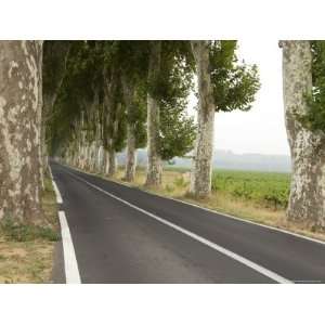 com Narrow Country Road Lined with Plantain Trees in Southern France 