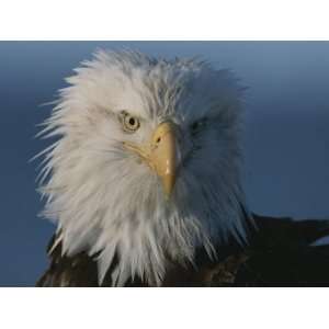  A Close View of a Northern American Bald Eagles Drying and 