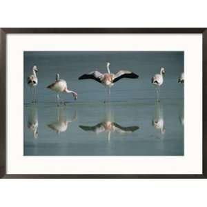  Chilean flamingos wade in a seasonal lake Styles Framed 