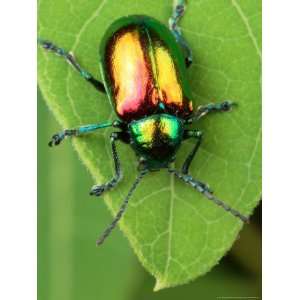  A Dogbane Leaf Beetle, Chryschus Cobaltinus, Eating Dogbane 