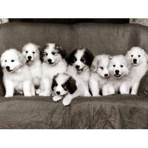  Pyrenean Mountain Dog Puppies, January 1986 Photographic 