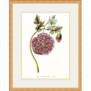  Papaver Somniferum Cultivar by Knorr   Framed Artwork 