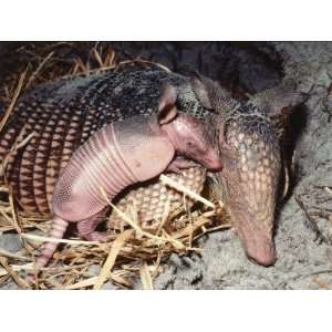  Baby Armadillo Lays on Female Armadillo in Den 