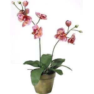 Red Orchid In Clay Pot Patio, Lawn & Garden