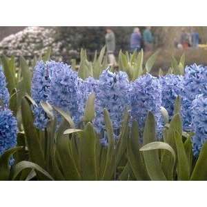  Hyacinth Sky Jacket 16 17 cm. 350 pack Patio, Lawn 