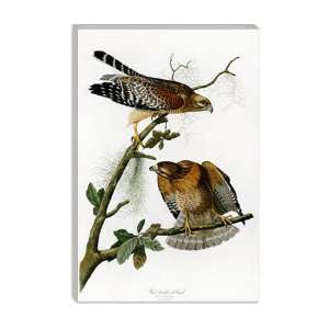 Red shoulderd Hawk by John James Audubon Canvas Painting Reproduction 