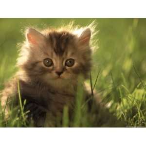  Persian Silver Tabby Kitten in Field of Grass Photographic 