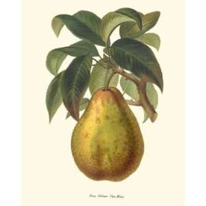  Botanical Fruit Print Pear Poire Comar Van Mons