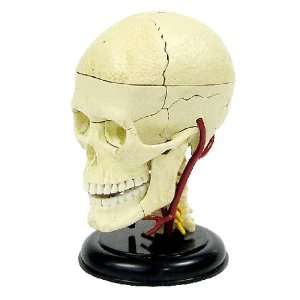  Elenco 3D DIY Brain Anatomy With CD Toys & Games