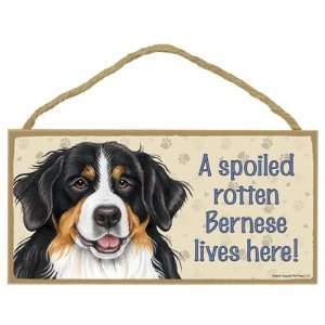  Bernese Mt. Dog  A spoiled your favoriate dog breed 