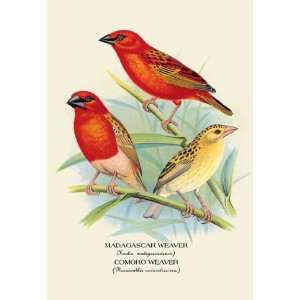  Madagascar Weaver; Comoro Weaver 20X30 Canvas Giclee