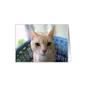  Oriental Shorthair Cat Notecard Card Health & Personal 