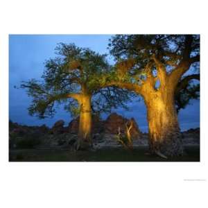  Baobab Trees at Twilight, Tuli Lodge, Botswana Stretched 