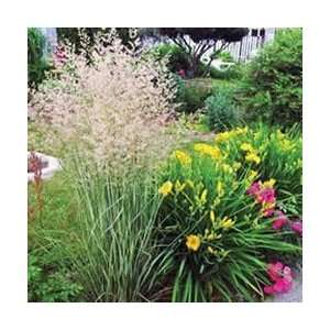   Grass   Variegated Feather Reed   #3 Container Patio, Lawn & Garden