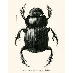  1891 Wood Engraving Bates Whymper Entomology Ontherus 
