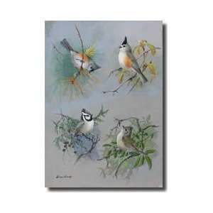  Several Species Of Titmouse Giclee Print