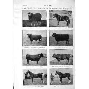  1900 CATTLE YORK RAM BULL HORSE COMPTON THEATRE DUSE