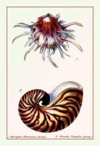 Nautilus Scallop Seashell Shell Poster Print 20 x 30  