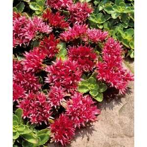    Creeping Red Sedum By Collections Etc Patio, Lawn & Garden