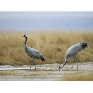  Pair of Common Cranes Walking Through a Wet Patch of 