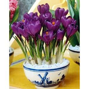  Delft Blue Ceramic Bowl Purple Crocus Bulbs Patio, Lawn & Garden