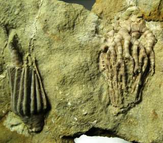 Crawfordsville crinoid   2 species plate   Indiana  